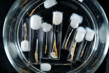 Media type: image;   Malacology 169599 Description: Digital documentation photo of preserved specimen.;